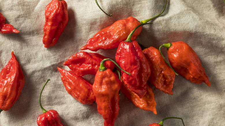 Raw ghost peppers with red, wrinkly skin