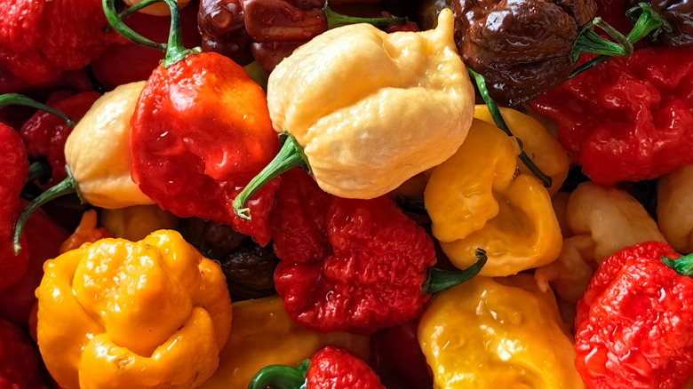 A pile of various peppers in yellow, red, and burgandy
