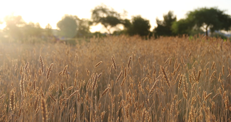 Sunrise with wheat