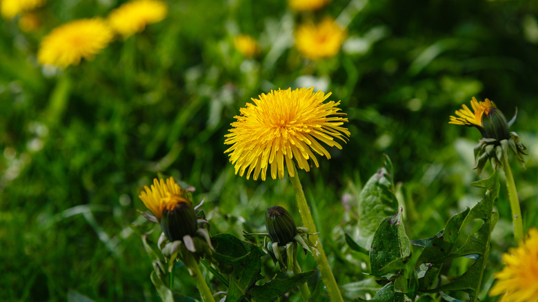 Dandelions in a field