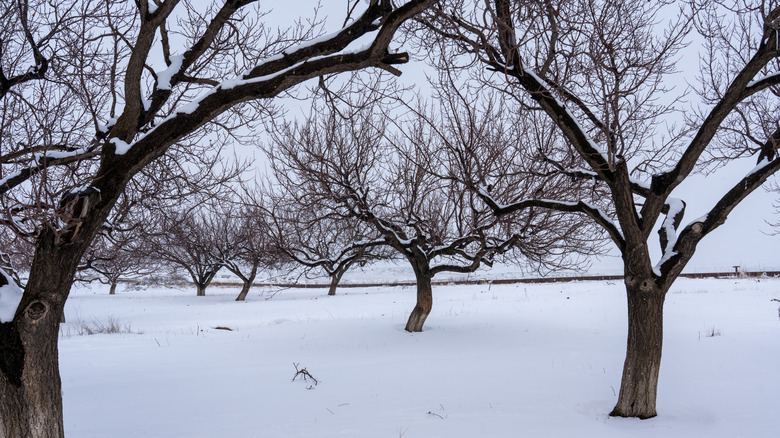 apricot fruits displayed in cold