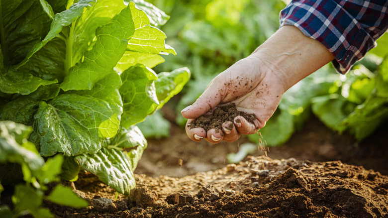 Gardener adding fertilizer to the soil.