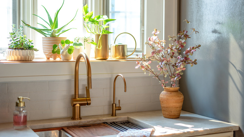 Various plants on a kitchen windowsill above the sink.