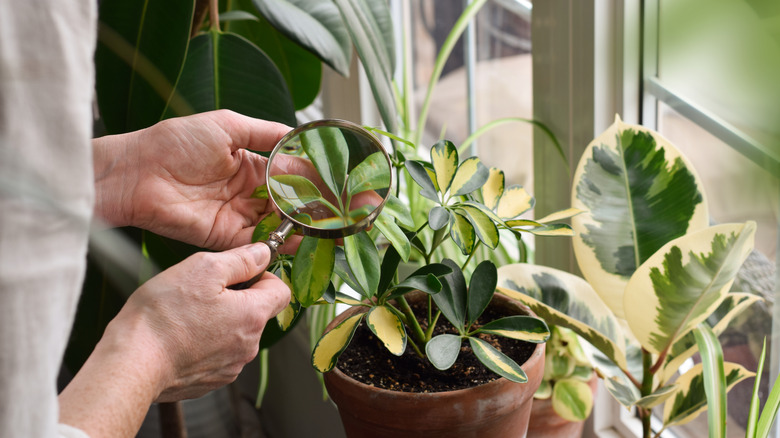 A person evaluates a houseplant under a magnifying glass.
