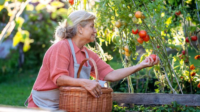 Elderly woman picking tomatoes