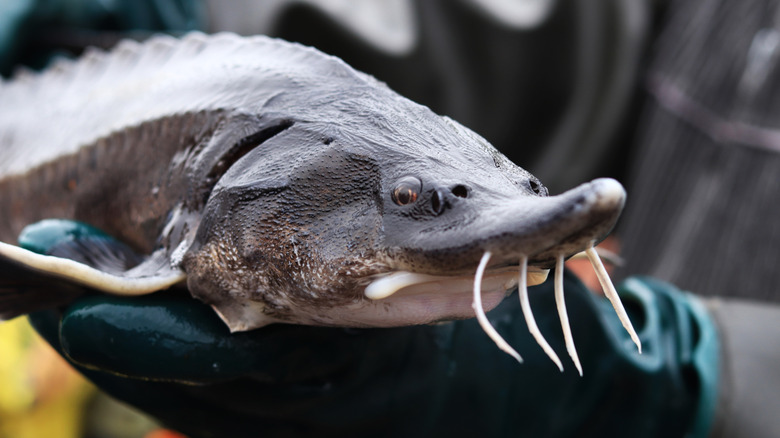 sturgeon fish in the hands of caviar farmer