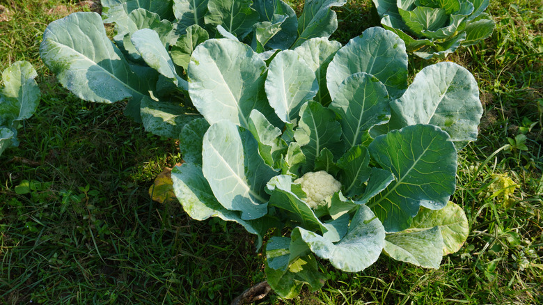 Cauliflower growing in a field