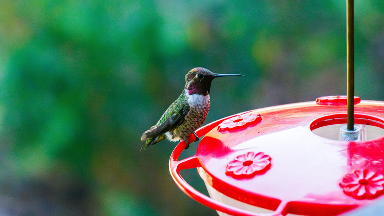 Hummingbird feeder with a bird perched on it