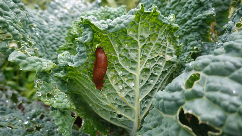 Orange slug on a rainy day eating the vegetable leaves in a garden
