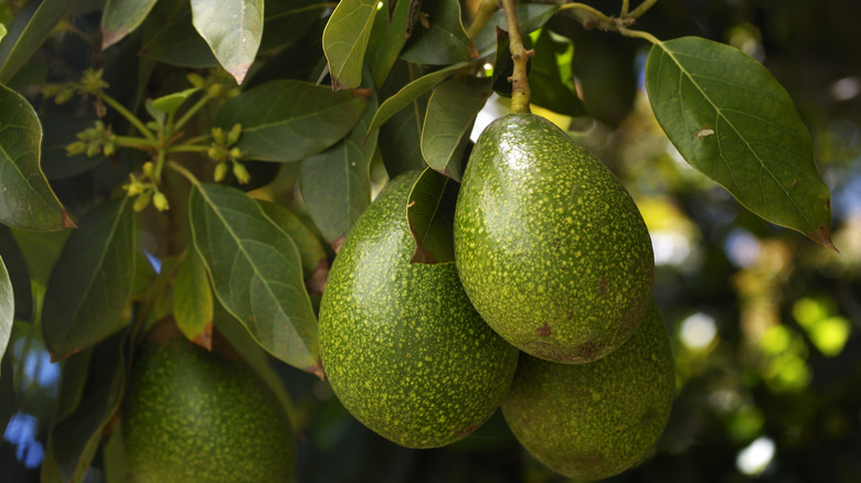 Green avocados hanging on tree