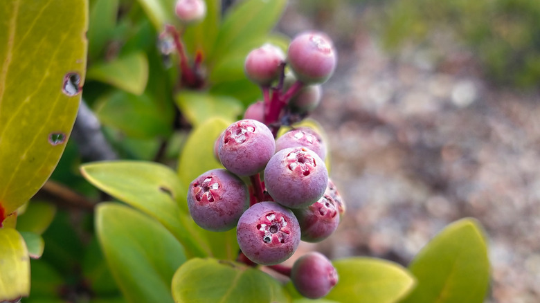 Close-up of huckleberries. growing on a bush