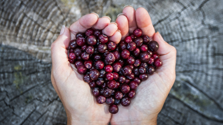 Someone holds two handfuls of huckleberries in the shape of a heart against a wood background