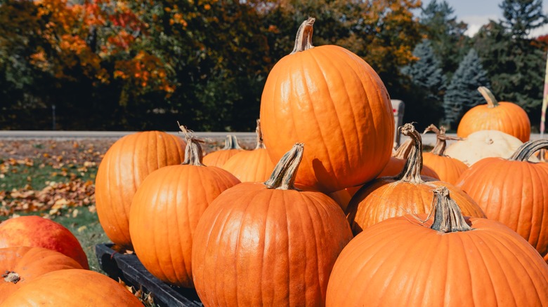 selection of pumpkins on display