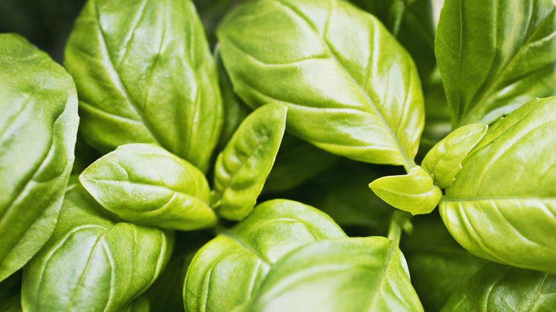 fresh basil leaves