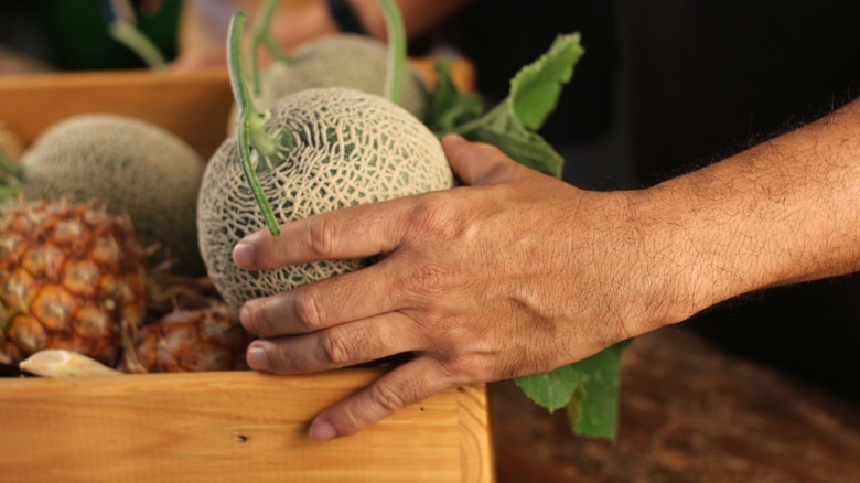 Person choosing cantaloupe at market 
