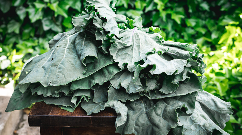 A bunch of newly harvested collard greens