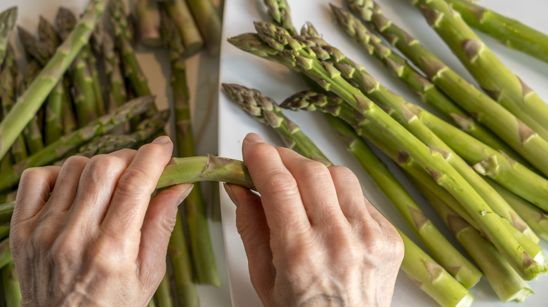 Person snapping a spear of asparagus