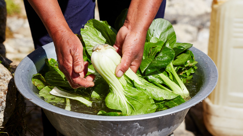 Soaking bok choy