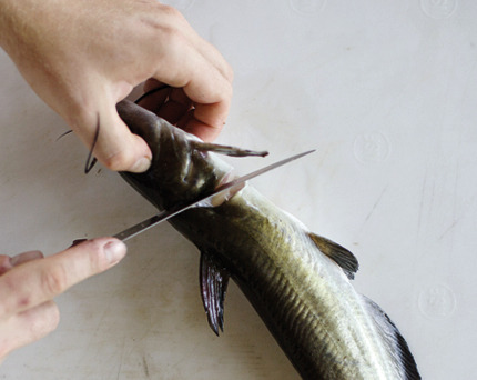 Teach yourself to clean catfish, and you'll eat for a lifetime.