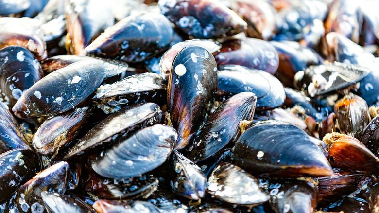 wild fresh mussels