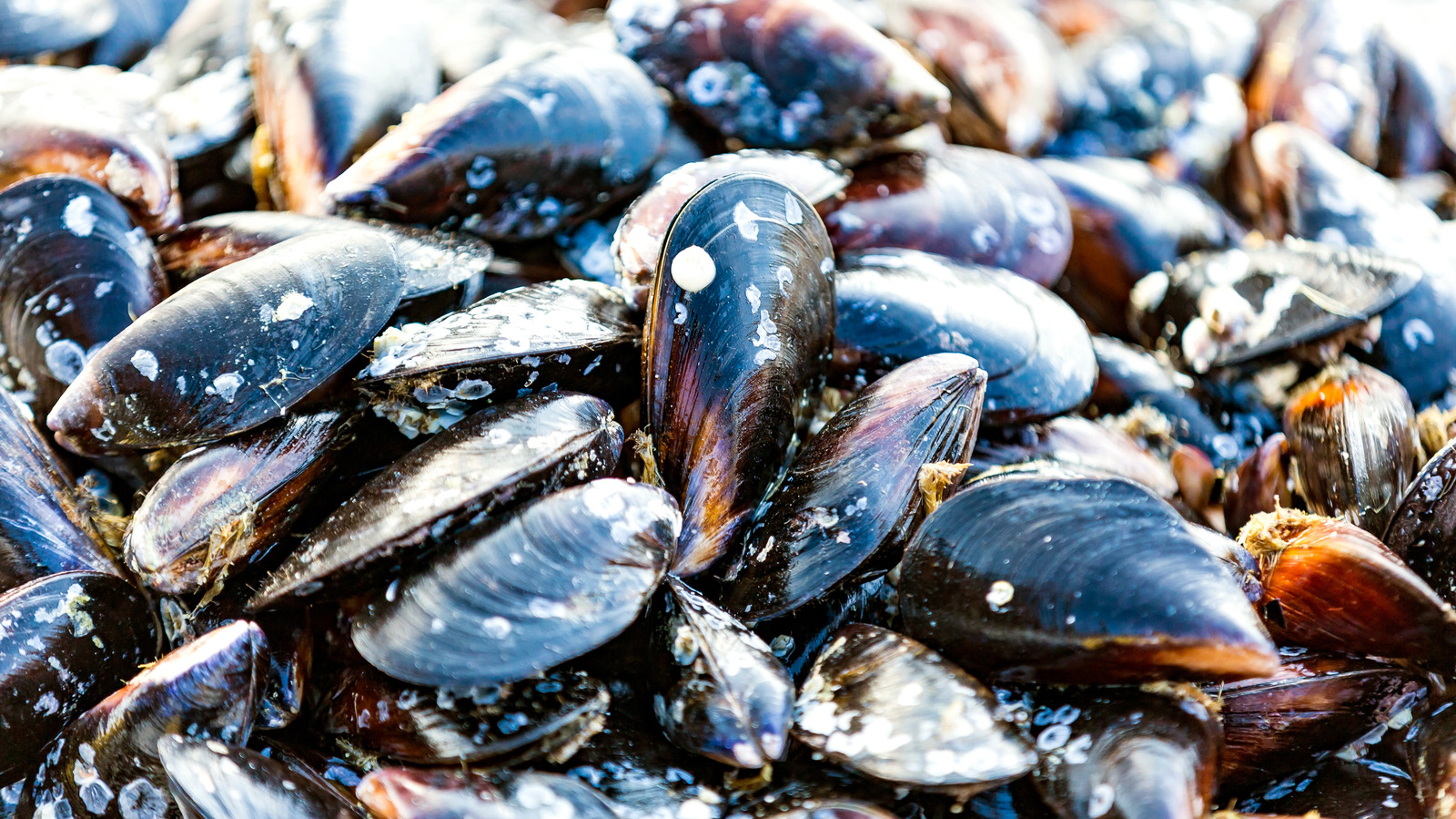 How To Clean Mussels And Weed Out The Dead Ones