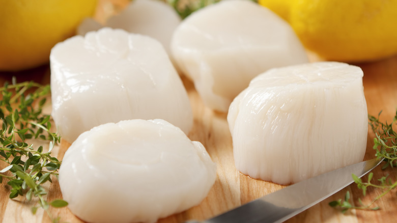 Fresh raw sea scallops with lemon and herbs
