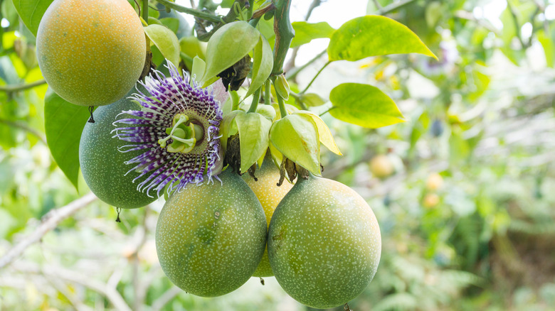 Passion fruits on branch with flower