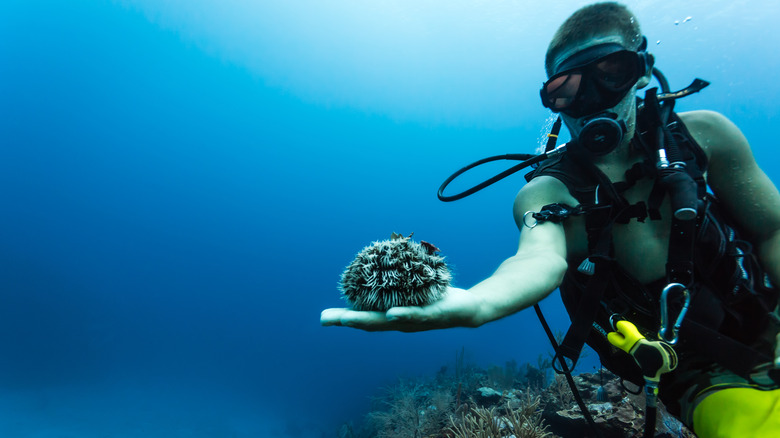 diver with sea urchin