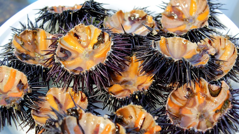 many sea urchins