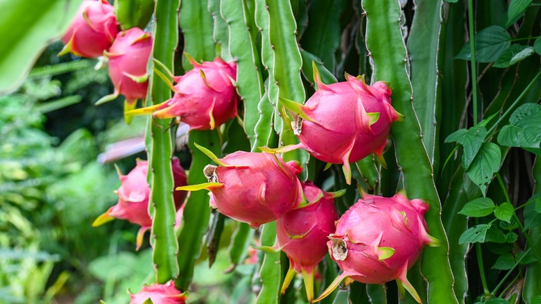 Dragon fruit growing on cactus