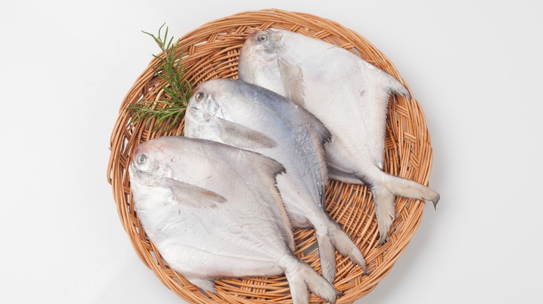 three whole fish with rosemary sprig garnish