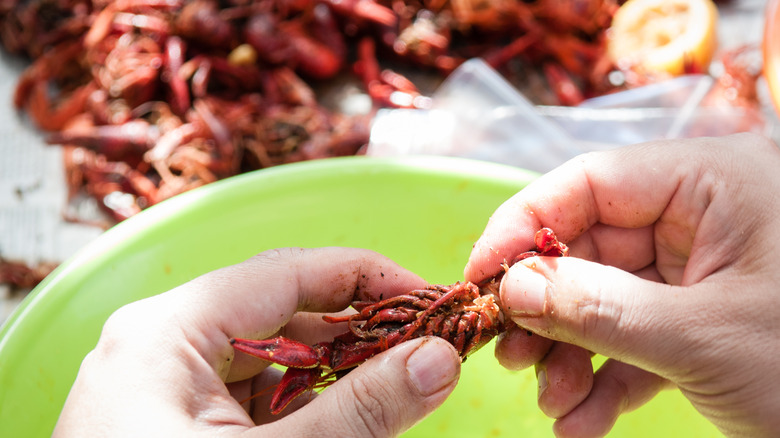 Person breaking crawfish