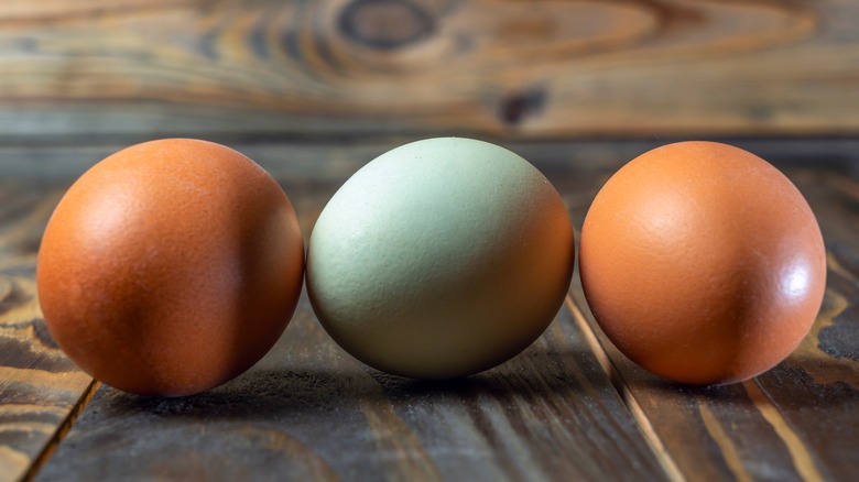 brown and blue chicken eggs