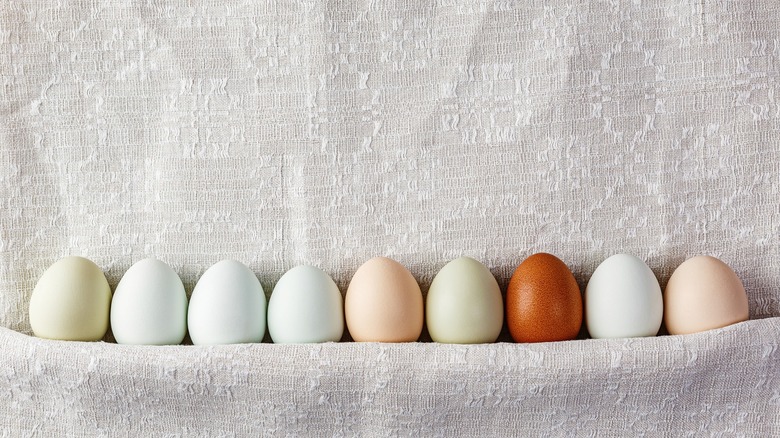 blue green and brown chicken eggs