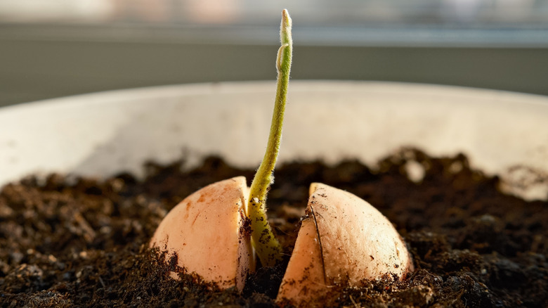 Close-up of an avocado seed sprouting in soil.