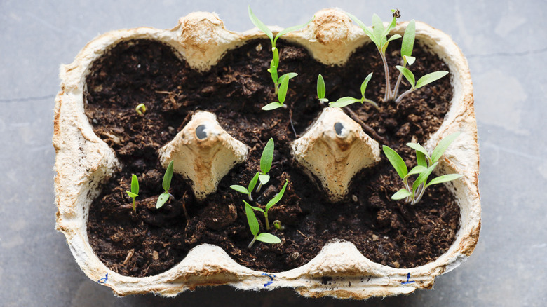 Plants sprouting in an egg carton