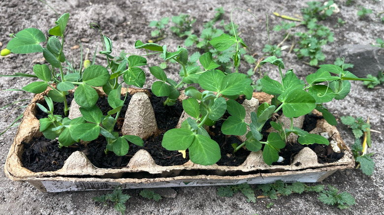 Larger plants growing in an egg carton