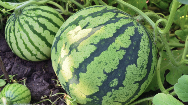 Watermelons growing in the garden.