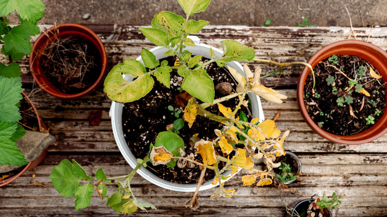 The stems of a container-bound potato plant begin to yellow.