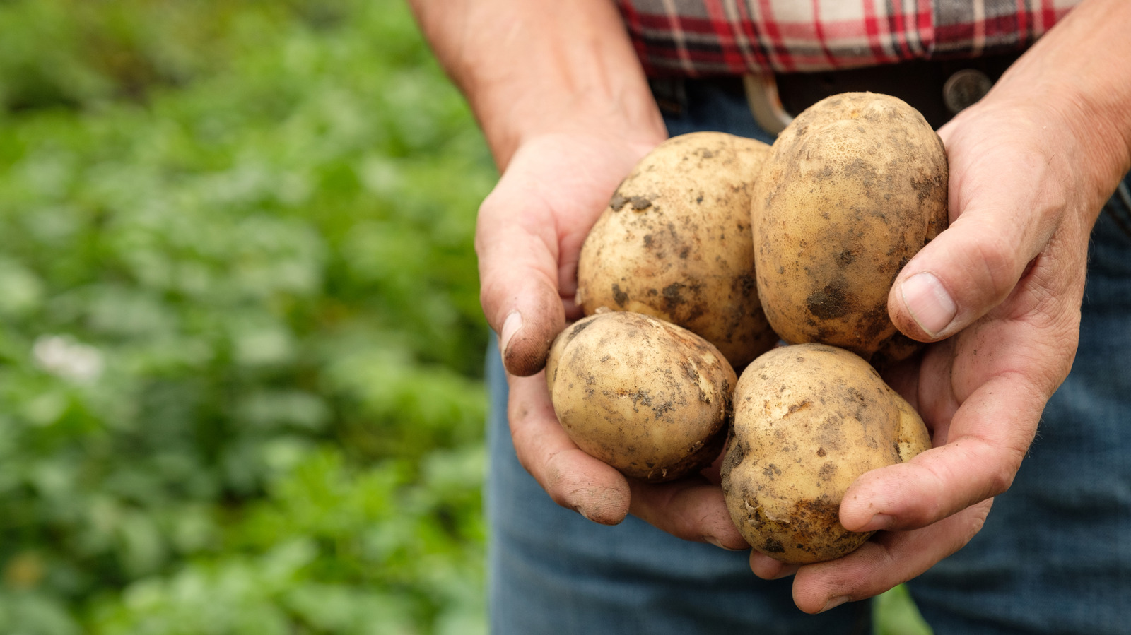 FoodWireDaily — How To Grow Potatoes In A Container