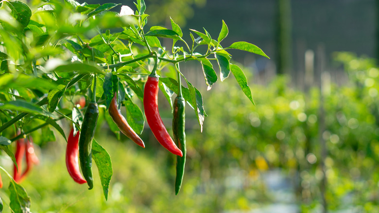 Chile peppers growing on a leafy stem.