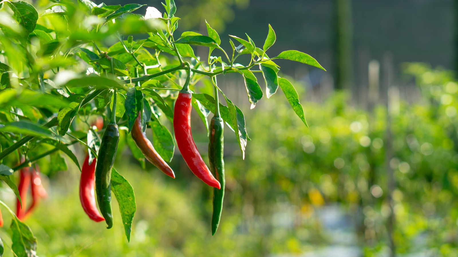 <a href="https://www.foodrepublic.com/2197254/how-to-grow-spicier-peppers-water-less/" target="_blank">How To Grow Spicier Peppers With This Simple Habit</a>