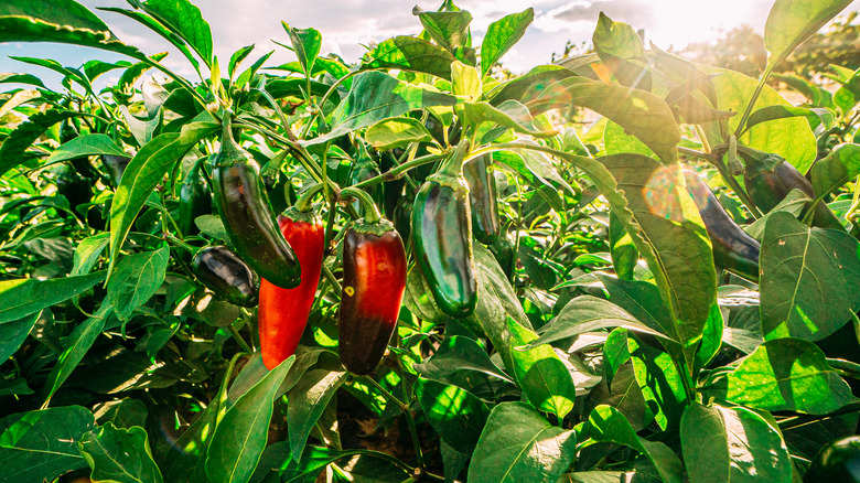 Jalapeños ripening in a field.