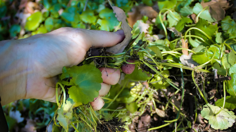 A hand pulls a cluster of creeping ground ivy
