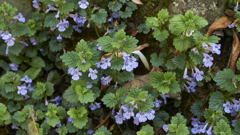 Flowering ground ivy