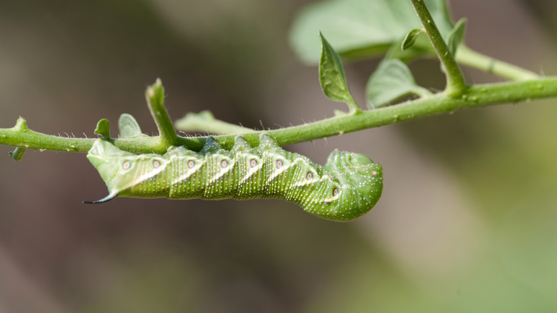 A tomato hornworm on a stem.