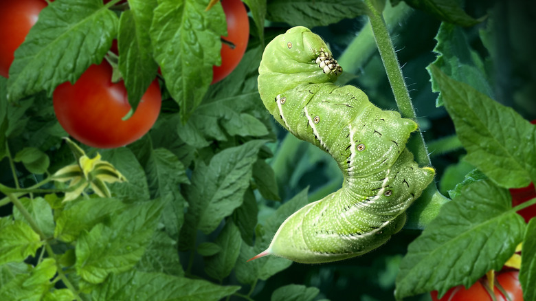 Tomato hornworm on a tomato plant.