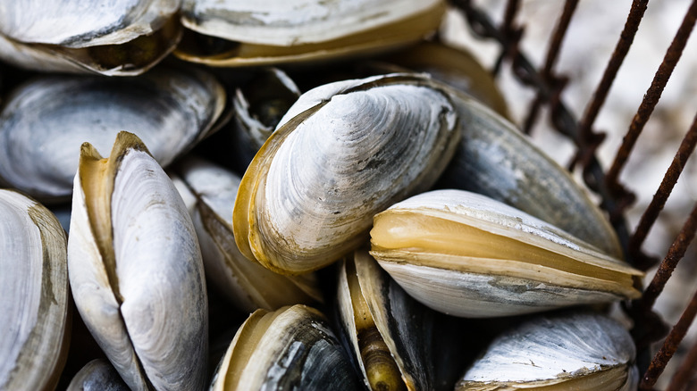 Fresh steamer clams in wire bucket