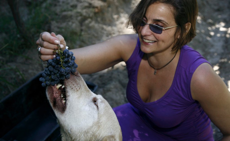 Alex Elman lost her sight in her twenties. Today, she has her own wine company.