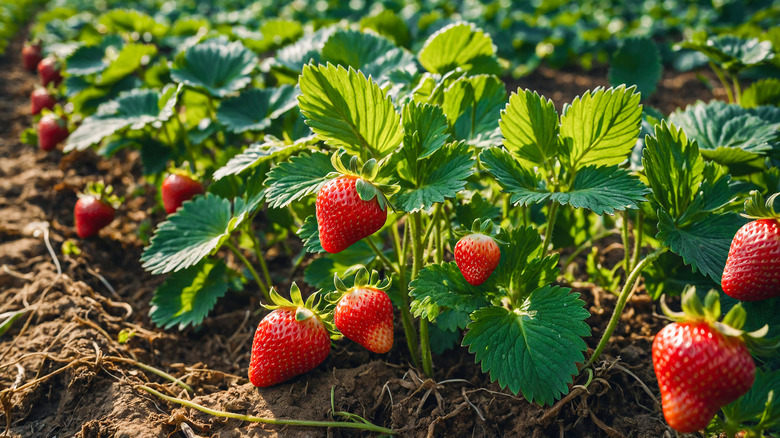 Strawberries growing in a field